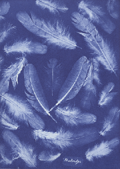 Cyanotype Photography